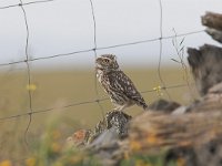 Athene noctua 8, Steenuil, Saxifraga-Martin Mollet