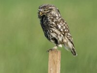 Athene noctua 8, Steenuil, adult, Saxifraga-Theo Verstrael