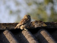 Athene noctua 80, Steenuil, Saxifraga-Luuk Vermeer