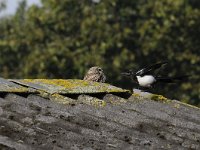 Athene noctua 85, Steenuil, Saxifraga-Luuk Vermeer