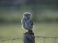 Athene noctua 89, Steenuil, Saxifraga-Luuk Vermeer