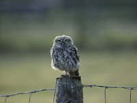 Athene noctua 90, Steenuil, Saxifraga-Luuk Vermeer