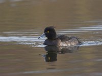 Aythya fuligula 10, female, Kuifeend, Saxifraga-Luc Hoogenstein