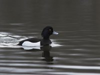 Aythya fuligula 14, male, Kuifeend, Saxifraga-Luc Hoogenstein