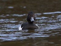 Aythya fuligula 16, male, Kuifeend, Saxifraga-Luc Hoogenstein