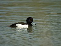 Aythya fuligula 17, male, Kuifeend, Saxifraga-Jan van der Straaten