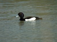 Aythya fuligula 19, male, Kuifeend, Saxifraga-Jan van der Straaten