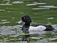 Aythya fuligula 22, Kuifeend, Saxifraga-Ab H. Baas