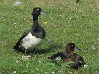 Kuifeend #16617 : Kuifeend, Aythya fuligula, Tufted Duck