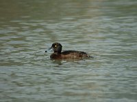 Aythya fuligula 5, female, Kuifeend, Saxifraga-Jan van der Straaten