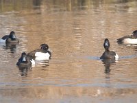 Aythya fuligula 57, Kuifeend, Saxifraga-Luuk Vermeer