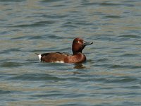 Aythya nyroca 2, male, Witoogeend, Saxifraga-Jan van der Straaten