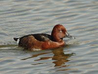 Aythya nyroca 3, male, Witoogeend, Saxifraga-Jan van der Straaten