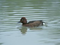 Aythya nyroca 4, male, Witoogeend, Saxifraga-Luc Hoogenstein