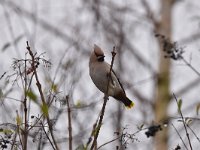 Bombycilla garrulus 67, Pestvogel, Saxifraga-Luuk Vermeer