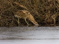 Roerdomp  Roerdomp Arkemheenpolder