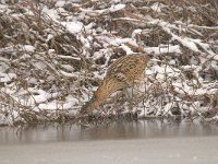 Botaurus stellaris 46, Roerdomp, Saxifraga-Luuk Vermeer