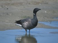 Branta bernicla 16, Rotgans, Saxifraga-Piet Munsterman