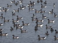 Branta bernicla 17, Rotgans, Saxifraga-Piet Munsterman