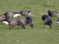 Branta bernicla 2, Rotgans, Saxifraga-Luc Hoogenstein