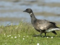 Branta bernicla 20, Rotgans, Saxifraga-Jan van der Straaten