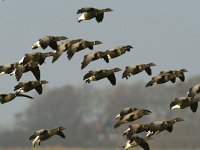 Branta bernicla 25, Rotgans, Saxifraga-Piet Munsterman