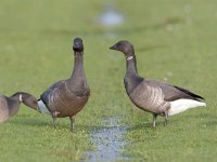 Branta bernicla 3, Rotgans, Saxifraga-Luc Hoogenstein