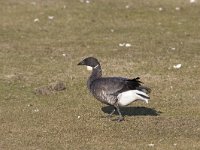 Branta bernicla 30, Rotgans, Saxifraga-Arie de Knijff