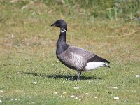 Branta bernicla 43, Rotgans, Saxifraga-Bart Vastenhouw