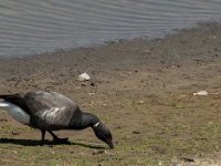 Branta bernicla 52, Rotgans, Saxifraga-Jan van der Straaten