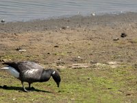 Branta bernicla 53, Rotgans, Saxifraga-Jan van der Straaten