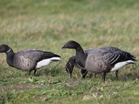 Branta bernicla 68, Rotgans, Saxifraga-Henk Baptist