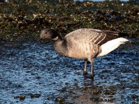 Branta bernicla 72, Rotgans, Saxifraga-Bart Vastenhouw