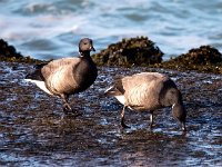 Branta bernicla 73, Rotgans, Saxifraga-Bart Vastenhouw