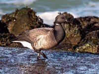 Branta bernicla 75, Rotgans, Saxifraga-Bart Vastenhouw