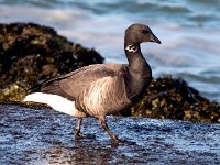 Branta bernicla 77, Rotgans, Saxifraga-Bart Vastenhouw