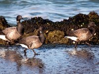 Branta bernicla 78, Rotgans, Saxifraga-Bart Vastenhouw