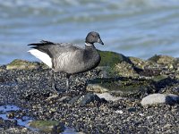 Branta bernicla 89, Rotgans, Saxifraga-Tom Heijnen