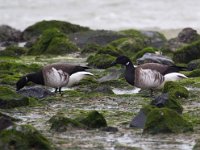 Branta bernicla hrota 31, Witbuikrotgans, Saxifraga-Bart Vastenhouw