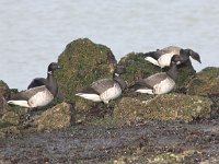 Branta bernicla hrota 32, Witbuikrotgans, Saxifraga-Peter Meininger