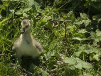 Branta canadensis 17, Grote Canadese gans, juvenile, Saxifraga-Jan van der Straaten