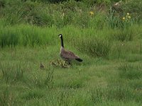 Branta canadensis 24, Grote Canadese gans, Saxifraga-Hans Boll