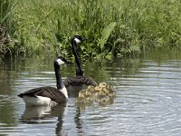 Branta canadensis 25, Grote Canadese gans, Saxifraga-Willem van Kruijsbergen