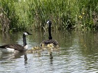 Branta canadensis 29, Grote Canadese gans, Saxifraga-Willem van Kruijsbergen