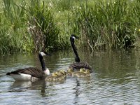 Branta canadensis 30, Grote Canadese gans, Saxifraga-Willem van Kruijsbergen