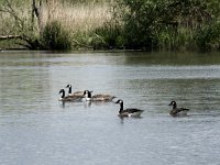 Branta canadensis 32, Grote Canadese gans, Saxifraga-Willem van Kruijsbergen