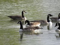 Branta canadensis 39, Grote canadese gans, Saxifraga-Henk Sierdsema