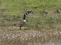 Branta canadensis 46, Grote Canadese gans, Saxifraga-Willem van Kruijsbergen