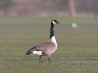 Branta canadensis 5, Grote Canadese gans, Saxifraga-Luc Hoogenstein