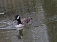 Branta canadensis 50, Grote canadese gans, Saxifraga-Jan Nijendijk